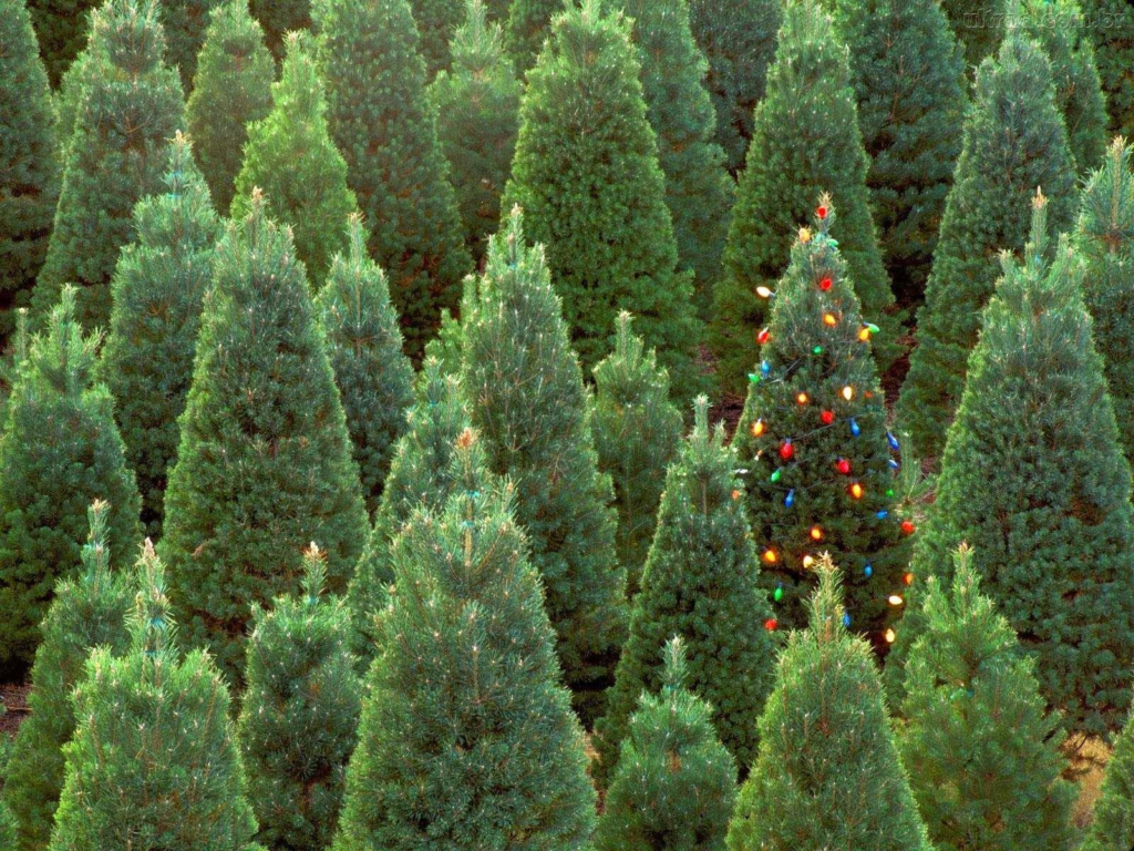 Decoração de Natal