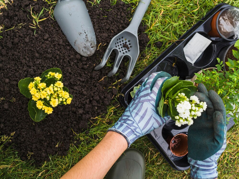 Identificar plantas por foto grátis