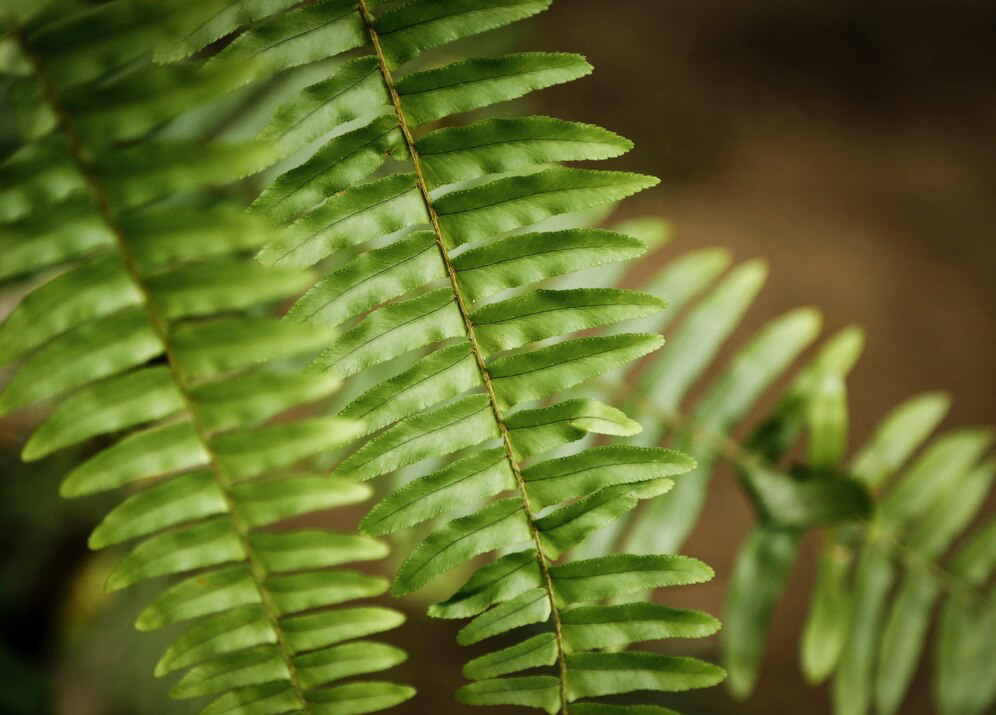 Nome de plantas