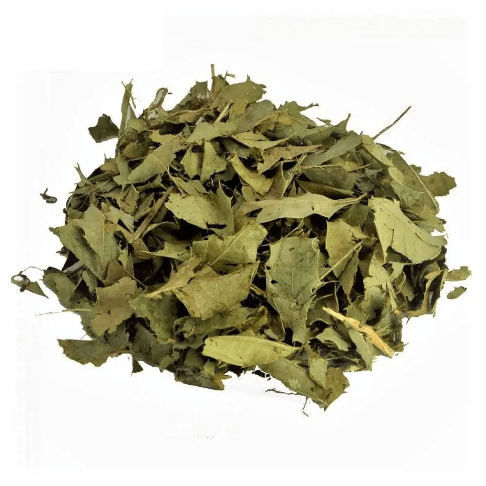 Chá de espinheira-santa