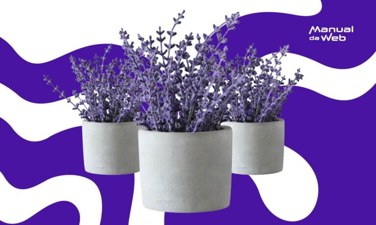 Lavanda planta