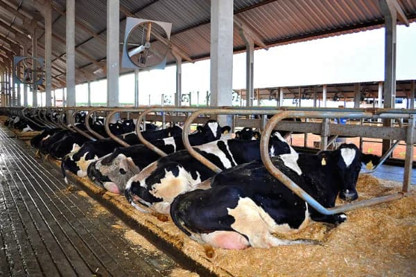 Aplicativo de gerenciamento de gado leiteiro