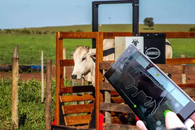 Pesar gado com celular