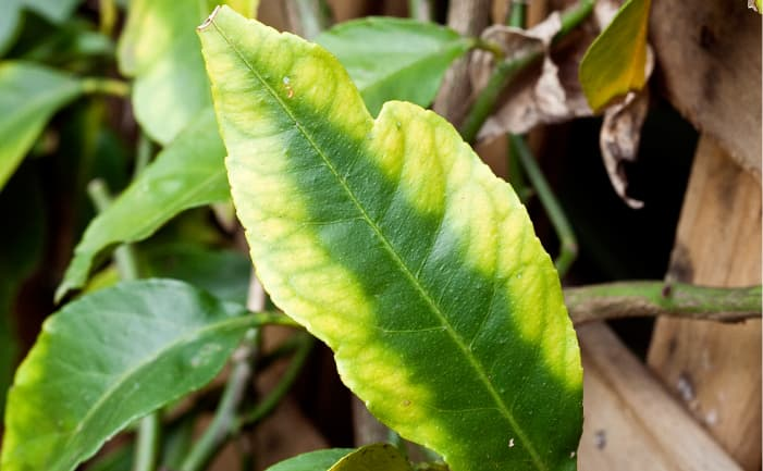 App para identificar doenças em plantas grátis