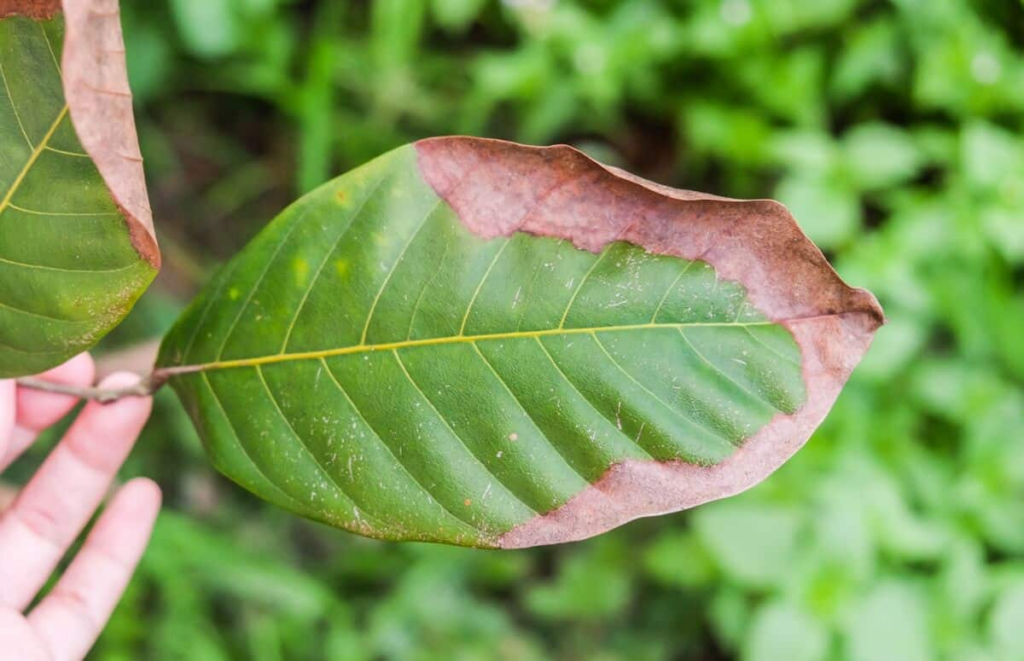 App para identificar doenças em plantas grátis