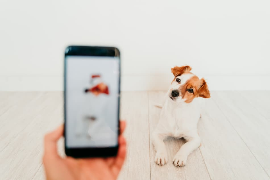 Raça de cachorro com foto