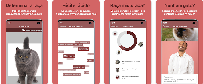 Descobrir a raça do gato