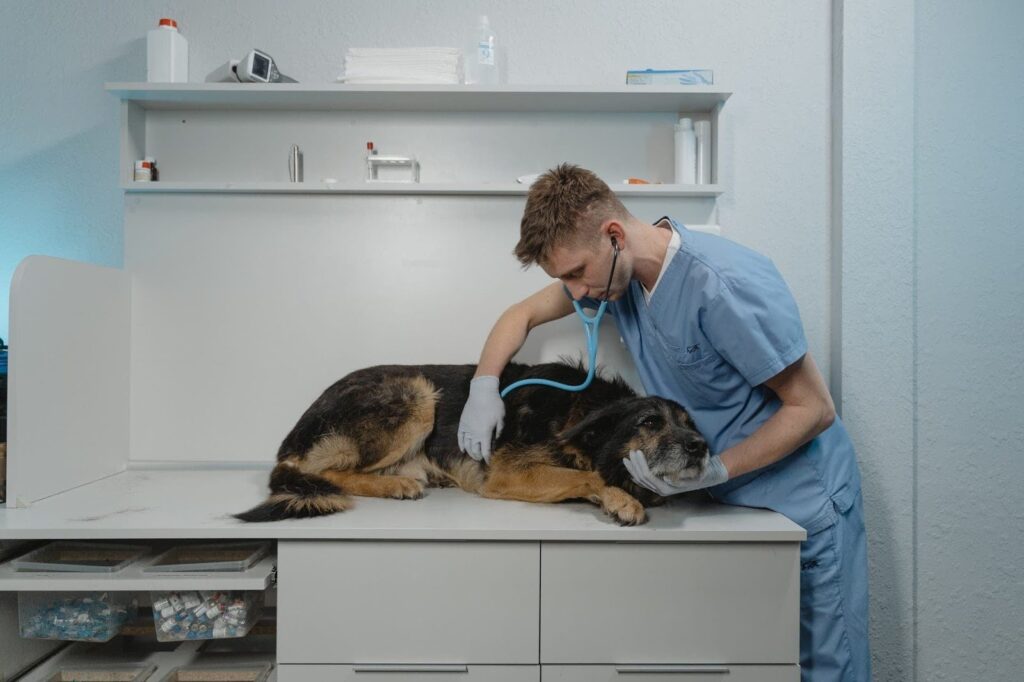 Hospital Veterinário de São Paulo