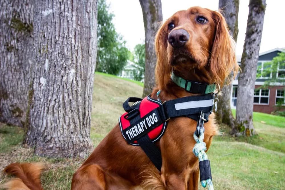 Cachorro de apoio emocional