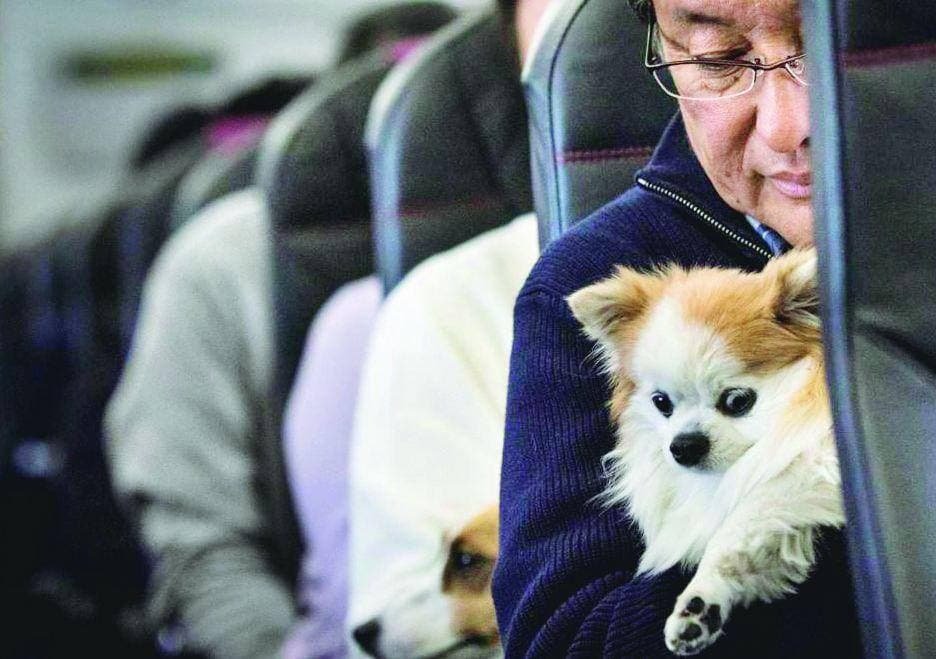 Cachorro de apoio emocional