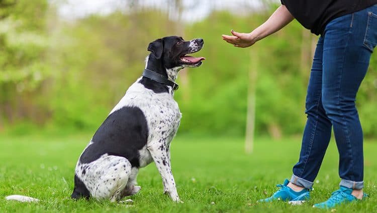 Aplicativo de adestramento canino