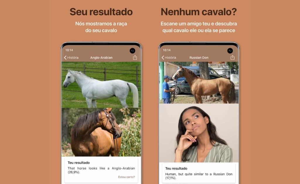 Raça do cavalo