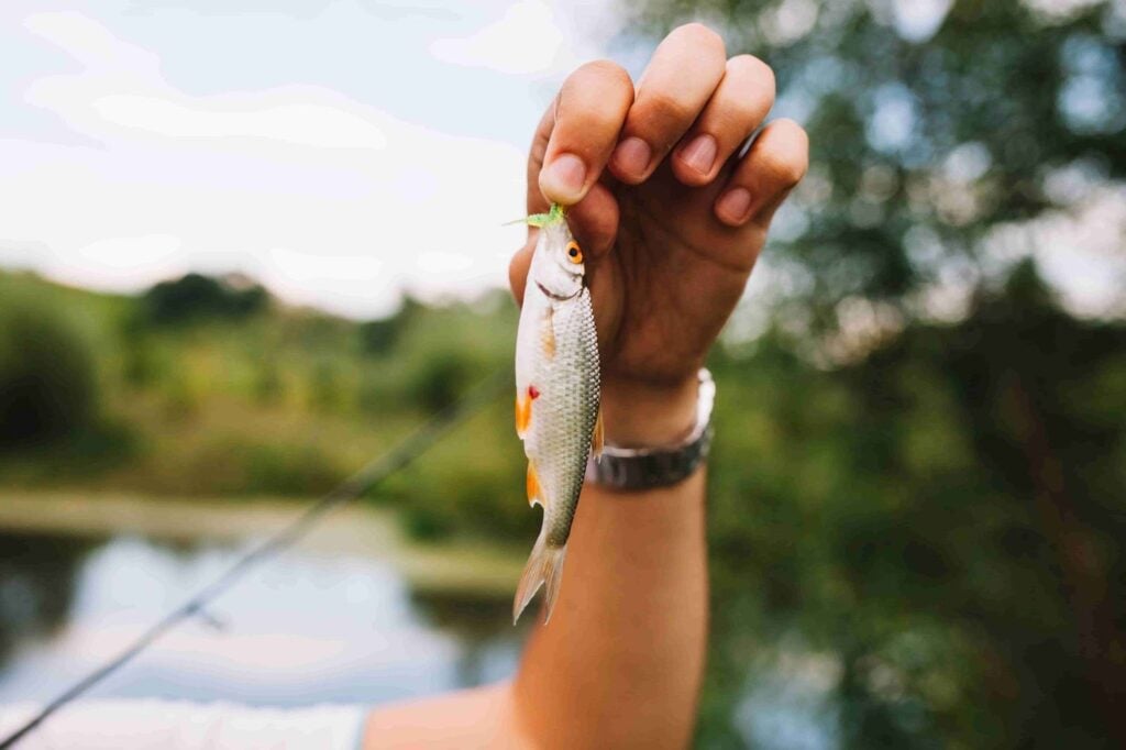 Apps para pescadores