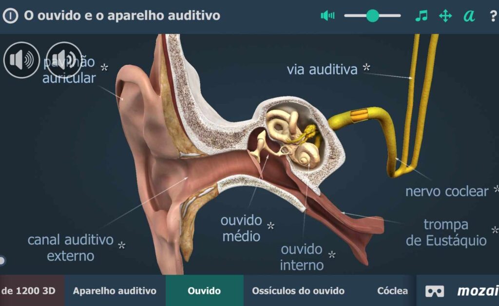 Estudar o aparelho auditivo