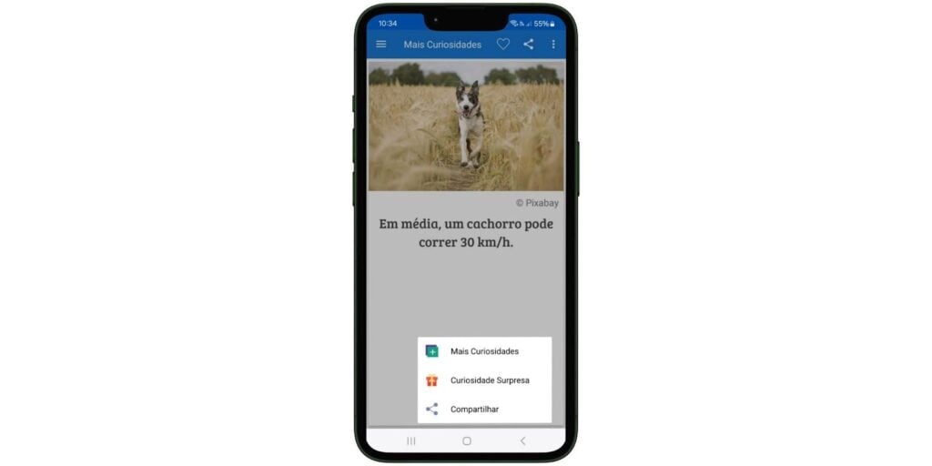 Curiosidades sobre cachorros