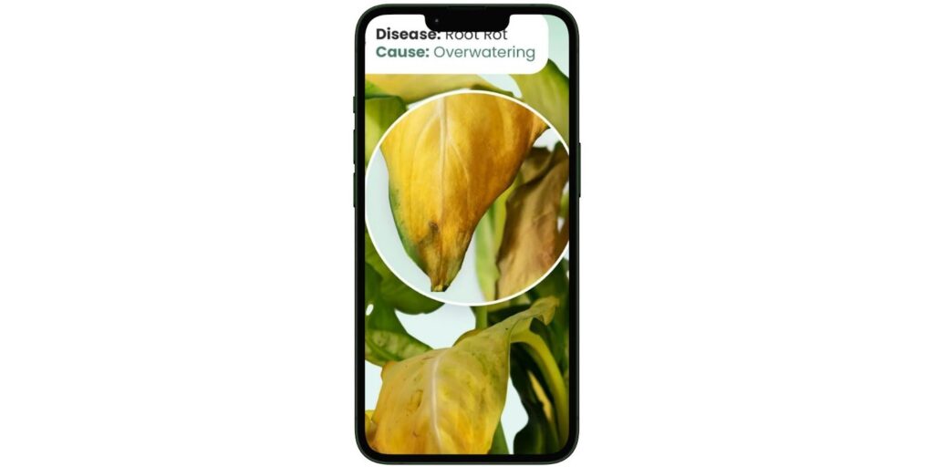Blossom: identificador de plantas, flores e suculentas 8 Identificador de plantas