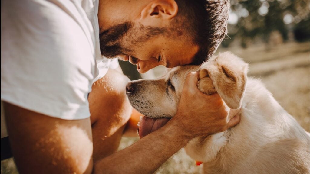 Procurar cachorro desaparecido