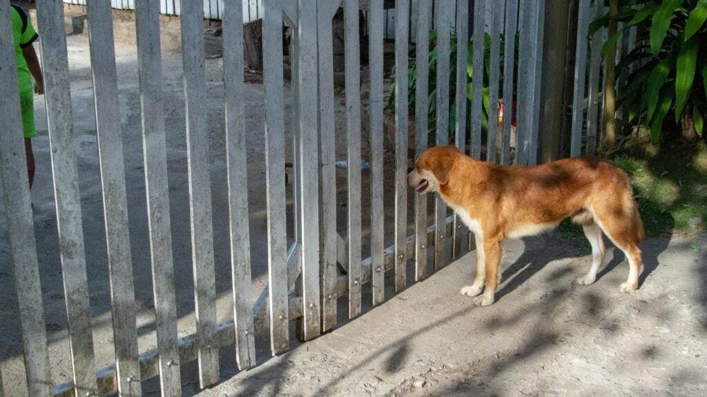 Procurar cachorro desaparecido