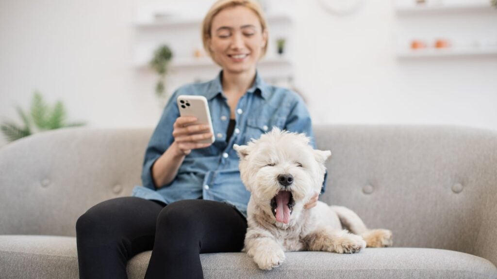 Serviços para cachorros