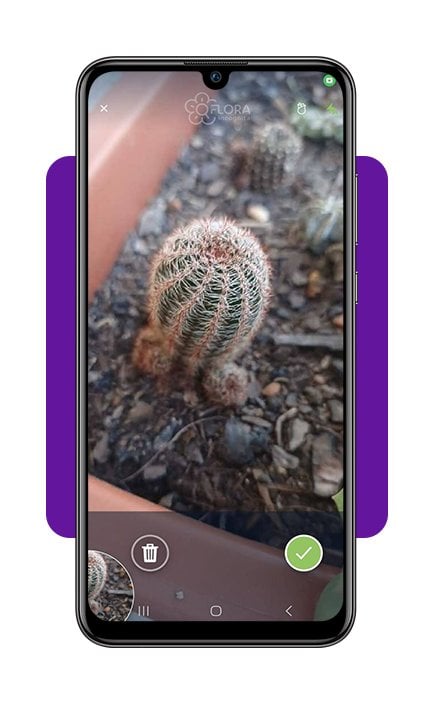 Identifique plantas com a câmera do celular com este app 6 Identifique plantas com a câmera