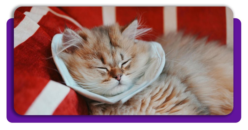 Cachorros e gatos devem ficar em repouso, usando acessórios para evitar lambidas em machucados depois do procedimento de castração.