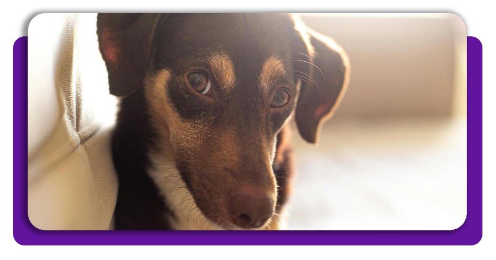 Cachorros de quase todas as idades podem passar pelo procedimento cirúrgico de castração, que garante diversos benefícios de saúde.